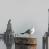 Goélands : Douarnenez lâche la seringue, Saint-Malo y pense !