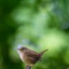 En Normandie, les oiseaux des jardins tiennent bon, mais les espèces des champs trinquent
