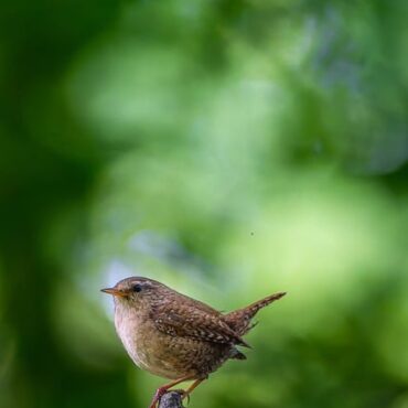 En Normandie, les oiseaux des jardins tiennent bon, mais les espèces des champs trinquent
