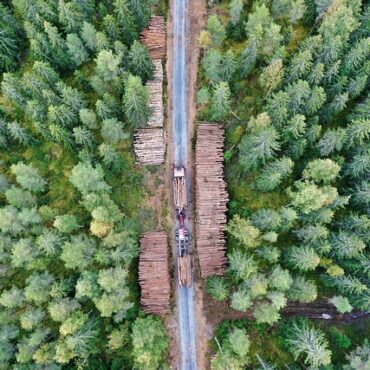 Forêt sous tension : les exploitants se rapprochent de la gendarmerie face aux sabotages