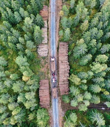 Forêt sous tension : les exploitants se rapprochent de la gendarmerie face aux sabotages