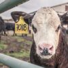 Mayenne : Biolait sauve les producteurs bio du naufrage