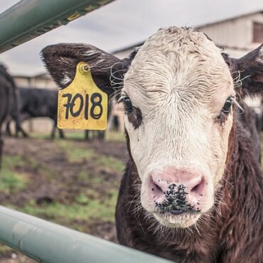 Mayenne : Biolait sauve les producteurs bio du naufrage