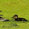 À Reims, le vol de canards laisse une famille d’accueil sous le choc