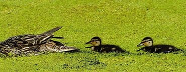 À Reims, le vol de canards laisse une famille d’accueil sous le choc