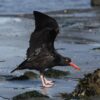 Saint-Vaast-le-Hougue : Alerte Coquillages ! Pêche et Vente Suspendues