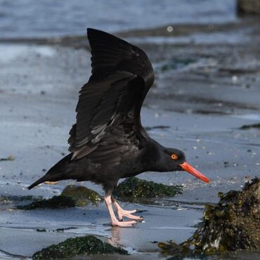 Saint-Vaast-le-Hougue : Alerte Coquillages ! Pêche et Vente Suspendues