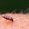 Alerte Moustique Tigre en Pays de la Loire : Agissez pour protéger votre été !