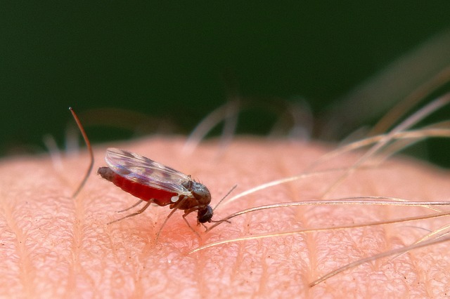Arrière-plan