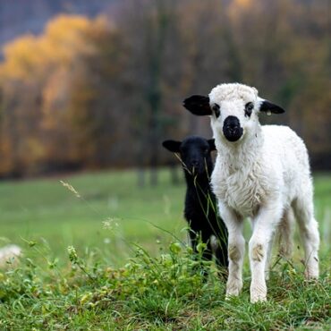 Finistère : Le loup fait des siennes, les tirs assouplis face aux attaques !