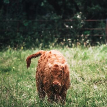 Marais Breton Vendéen : Une mobilisation inédite pour sauver notre trésor naturel !