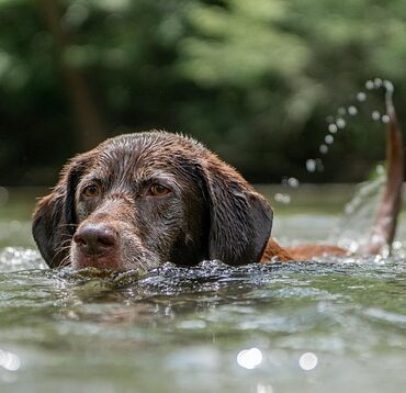 À Cholet, des chiens-sauveteurs d'élite en plein entraînement : direction l'Europe !