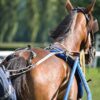 Caen en Fête : 10 000 Normands Acclament les Stars du Trot !