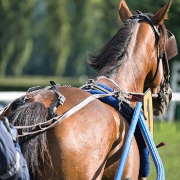 Caen en Fête : 10 000 Normands Acclament les Stars du Trot !