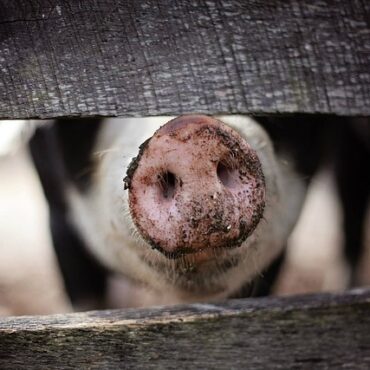 Vassivière : Le lac se mobilise contre la porcherie industrielle !