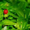 Beaulieu-sur-Dordogne : La Fête de la Fraise fait le plein et régale la Nouvelle-Aquitaine !