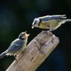 Alerte biodiversité : Rue Oberkampf, un refuge d&rsquo;oiseaux menacé par le béton