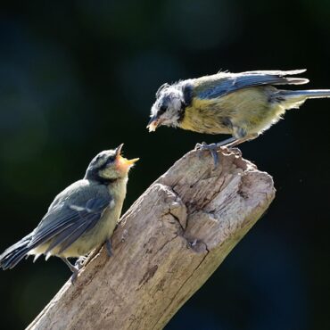 Alerte biodiversité : Rue Oberkampf, un refuge d'oiseaux menacé par le béton