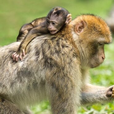 Incroyable ! Un bébé singe doré voit le jour à Pairi Daiza, une première européenne !