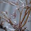 Coup de Froid en Alsace : Les Saints de Glace, Vraiment ?