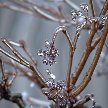 Coup de Froid en Alsace : Les Saints de Glace, Vraiment ?