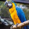 Fierté en Anjou : le Bioparc de Doué-la-Fontaine sacré 2e zoo le plus éthique au monde !