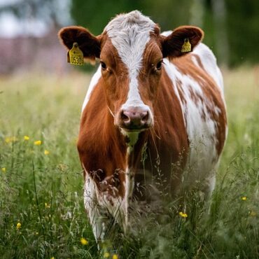 Clash en Dordogne : la Chambre d’agriculture divorce de son journal historique