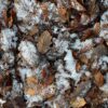 Ardennes : un cas d&rsquo;hantavirus, mais pas de panique !