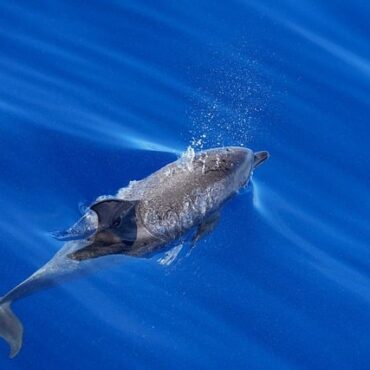 Dauphins du Marineland : Escale espagnole avant le grand saut vers Beauval !