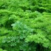 Les Deux-Sèvres en vert : 30 ans de passion pour un jardin d&rsquo;exception !