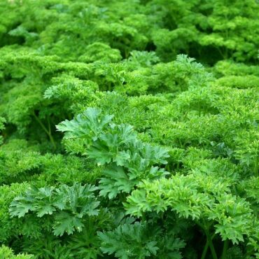Les Deux-Sèvres en vert : 30 ans de passion pour un jardin d'exception !