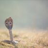 Alerte Cobra au Nord de Toulouse : la traque s&rsquo;étend !