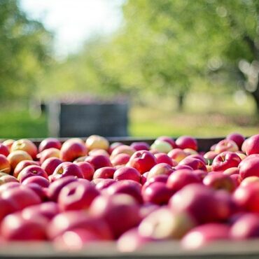 Roussillon : la grêle s'acharne sur les abricots, la récolte décimée !