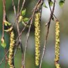 Strasbourg à la pointe : Votre ado allergique au pollen de bouleau ? Une étude unique les attend !