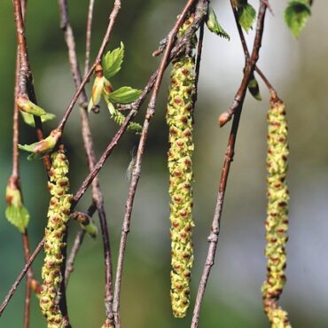 Strasbourg à la pointe : Votre ado allergique au pollen de bouleau ? Une étude unique les attend !