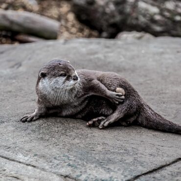 Mende : Une loutre en vadrouille au cœur de ville, la fin heureuse d'une drôle d'aventure !