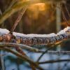 Corbières : Après l&rsquo;enfer, l&rsquo;ONF aide la forêt à renaître !