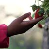 Fraises en Île-de-France : Le bon plan cueillette qui cartonne !