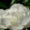 Un océan de pivoines près de Pont-de-l&rsquo;Arche : le Jardin de la Dame Blanche s&rsquo;épanouit !