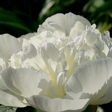 Un océan de pivoines près de Pont-de-l'Arche : le Jardin de la Dame Blanche s'épanouit !