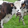 Agriculteurs Normands : La Nouvelle Loi d&rsquo;Urgence Suffira-t-elle à Calmer la Colère ?