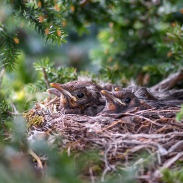 Saint-Amand-les-Eaux : un premier bébé faucon pointe le bout de son bec à l'abbatiale