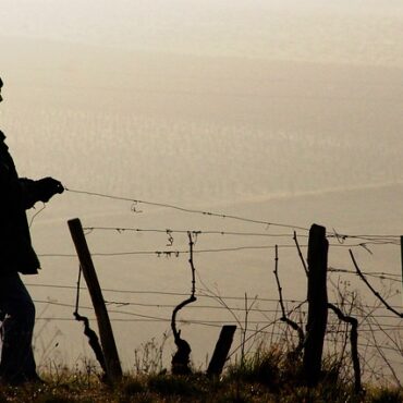 Grand Est : Alerte Rouge dans les Vignes ! Des Traitements Choc Obligatoires en Champagne