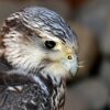 Issoire : Rapaces en vol à la Semaine Verte, la polémique prend de la hauteur !