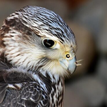 Issoire : Rapaces en vol à la Semaine Verte, la polémique prend de la hauteur !