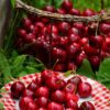 Auvergne-Rhône-Alpes : Les cerises sont de retour, croquez le printemps local !