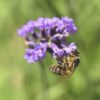 Jardins en fête pour nos abeilles : les fleurs qui changent tout dans les Hauts-de-France !