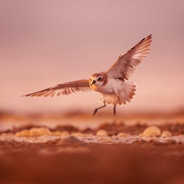 Alerte en Normandie : le Gravelot, cet oiseau discret, est en danger sur nos plages !