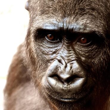 Pairi Daiza : trois gorilles en route pour Rotterdam, mission survie !