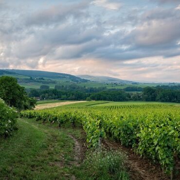 Roannais : Une Tiny House pour une nuit de rêve au cœur des vignes !